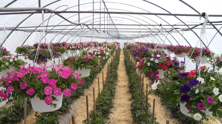 High Tunnel Hanging Baskets