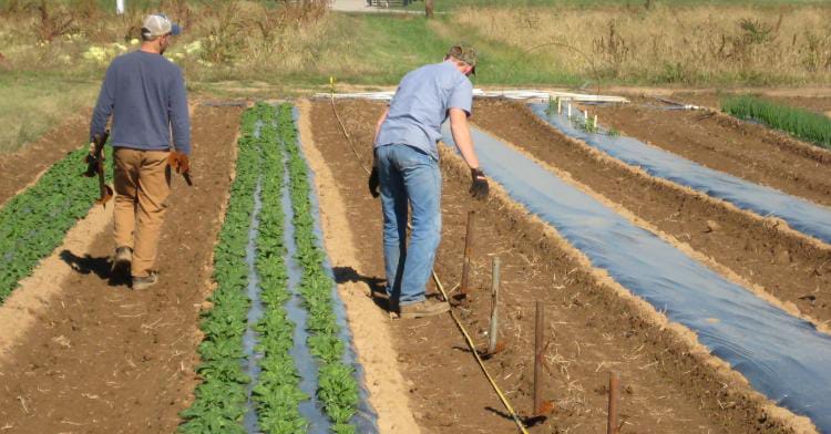 Low Cost High Tunnel Construction