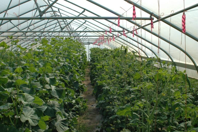 Management Practices of Growers Using High Tunnels in the Central Great Plains of the United States