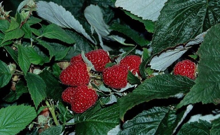 High Tunnel Raspberries and Blackberries