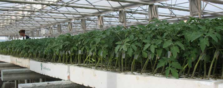 VegetableGrafting.org – Research Based Information Portal