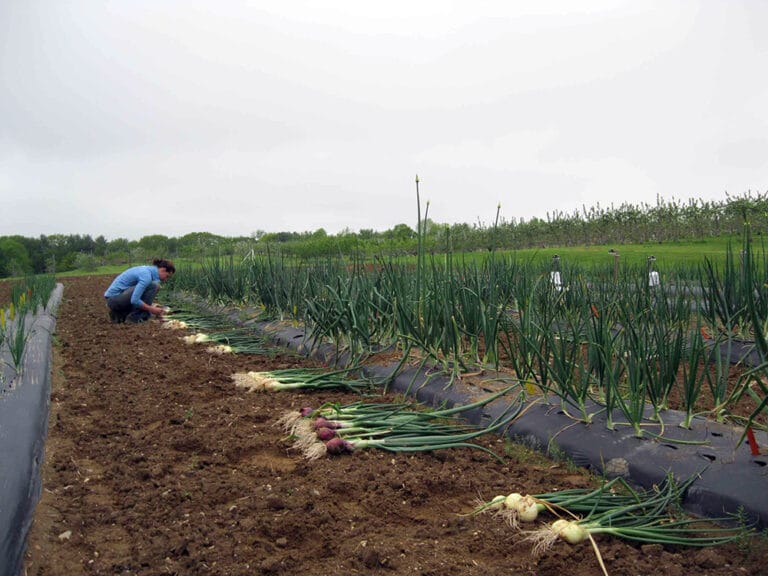 UNH Scientists Successfully Grow Onions Overwintered in Low Tunnels