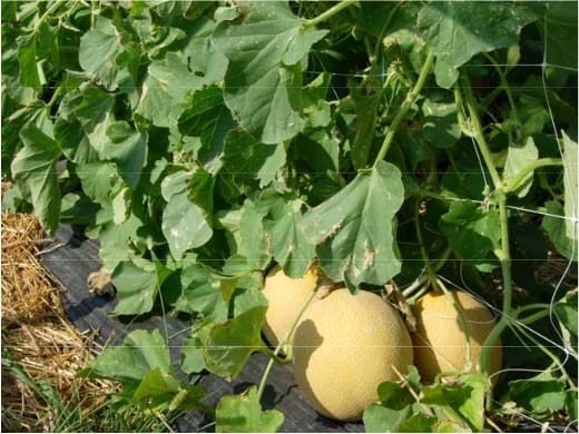High Tunnel Melon and Watermelon Production