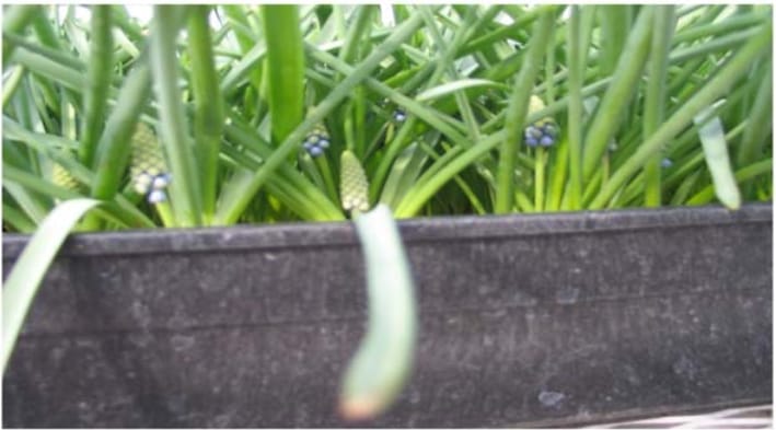 Forcing Muscari for Early Sales