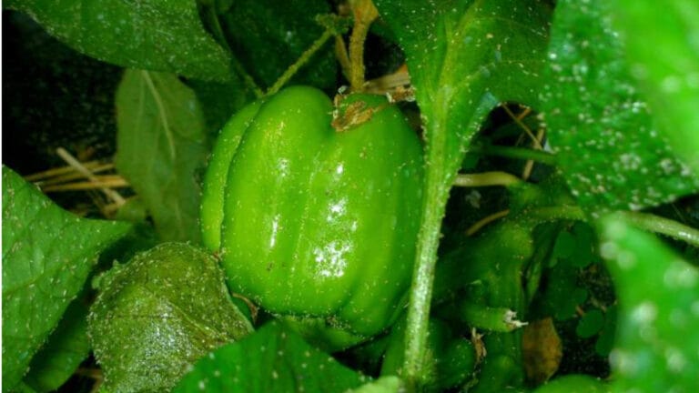 Observations on Insect Management in Purdue University’s High Tunnel Systems