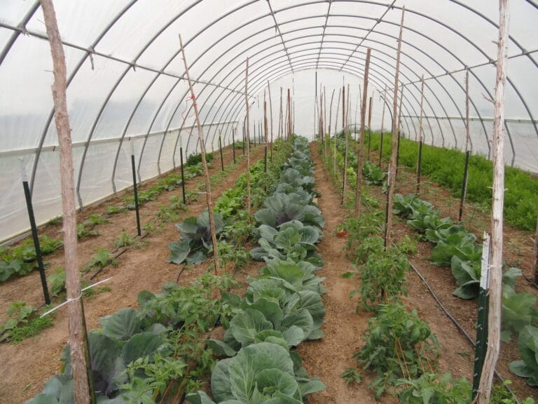 Organic Vegetable Production Systems, Season Extension