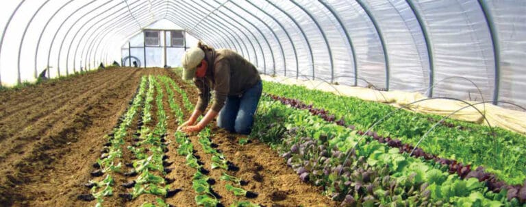 Vegetable Farmer’s Guide to Organic Certification