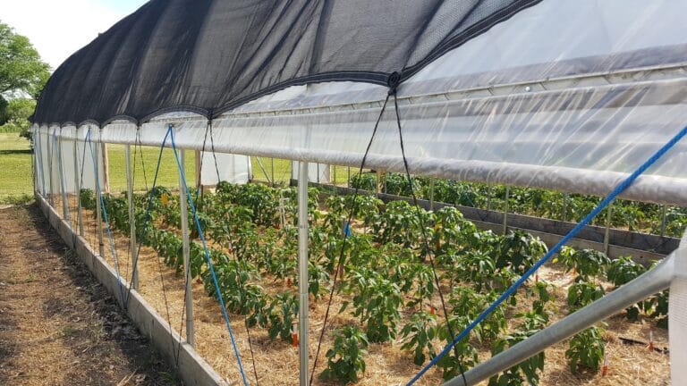 Managing Stress in High Tunnels: Shade Cloth