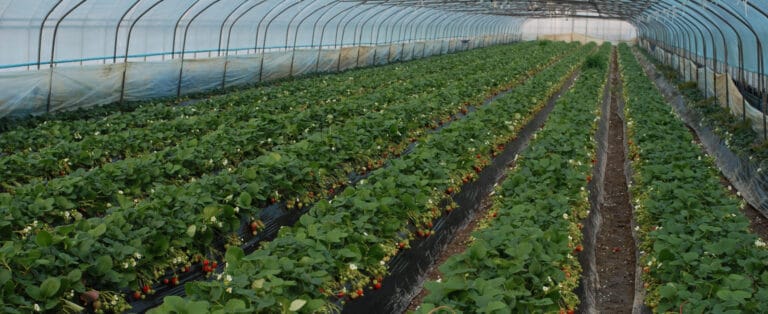 Small Fruits Frequently Asked Questions