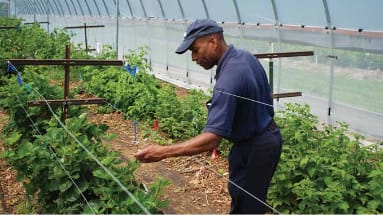 Sustainable Blackberries & Raspberries Growers Workbook