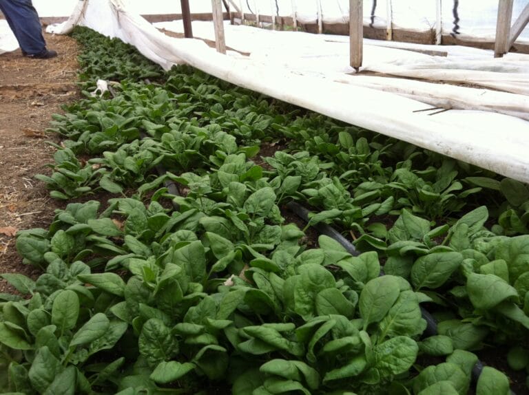Spinach Cultivar Trial in a 3-Season Haygrove High Tunnel