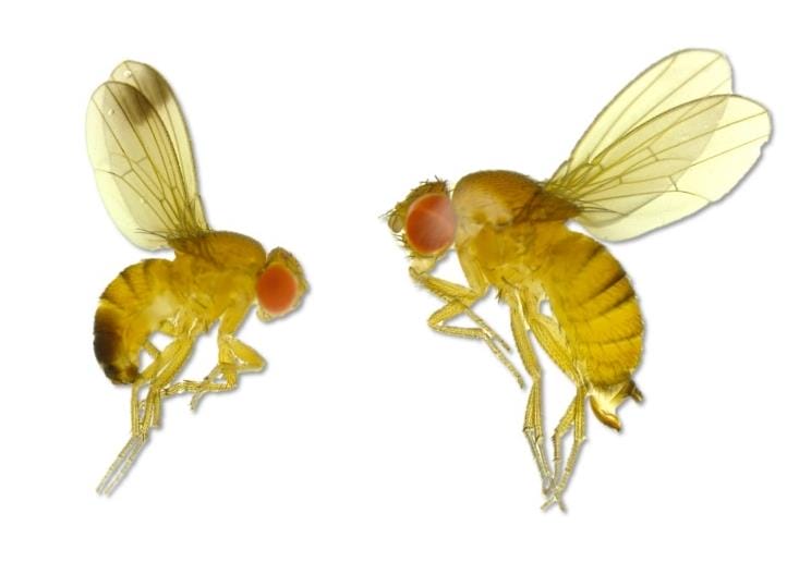 Integrated Strategies for Management of Spotted Wing Drosophila in Organic Small Fruit Production