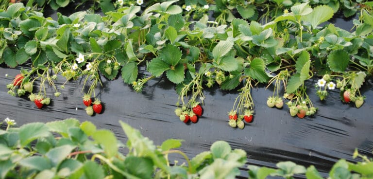 Growing Strawberries in High Tunnels in Missouri