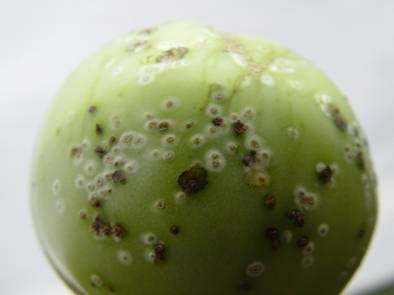 Managing Diseases of Organic Tomatoes in Greenhouses and High Tunnels