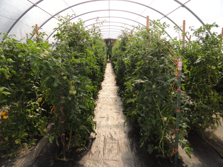 High Tunnel vs. Field Grown Tomato Culture
