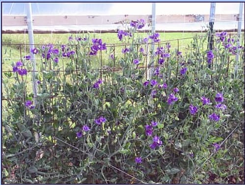 Triple-Cropping Specialty Cut Flowers in the High Tunnels