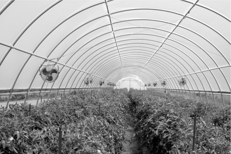 Watering and Fertilizing Tomatoes in a High Tunnel