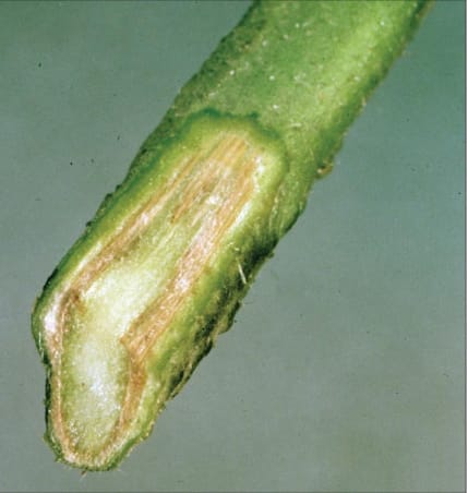 Wilt, Nematode, and Virus Diseases of Tomato