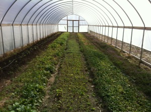 High Tunnel Side Walls