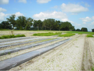 Soil Solarization in High Tunnels