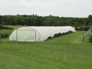 Solo Tunnel at Kansas State University Horticulture Research Farm Olathe, KS