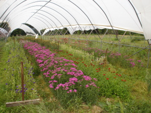 cut flower production