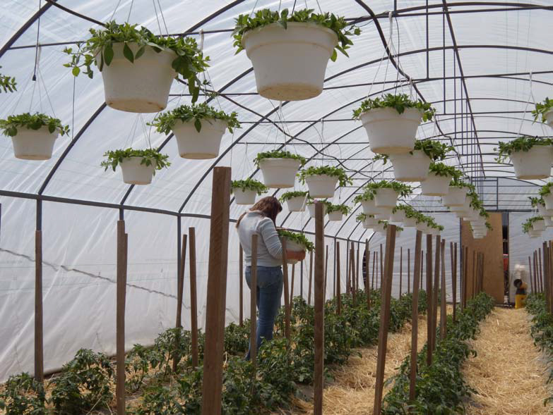 high tunnel hanging baskets