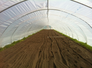 Film Plastic in a High Tunnel