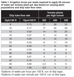 watering-fertilizng-tomatoes-2