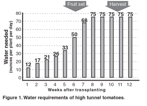 watering-fertilizng-tomatoes-3